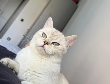 British Shorthair Kızıma Uygun Eş Arıyorum - 118984420