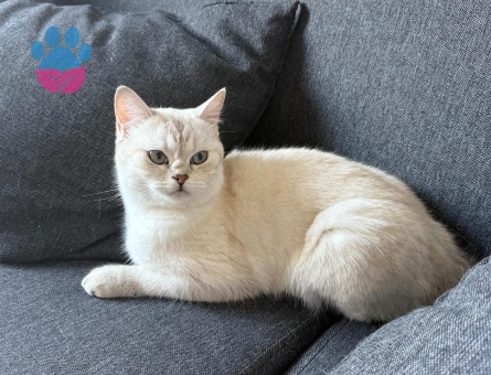 British Shorthair Kızıma Uygun Eş Arıyorum