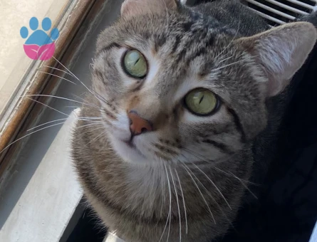 British Shorthair Oğlumuza Acil Eş Arıyoruz - 118984423