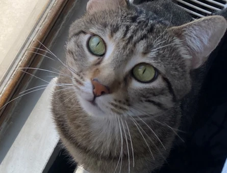 British Shorthair Oğlumuza Acil Eş Arıyoruz - 118984423