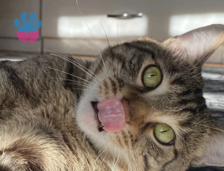 British Shorthair Oğlumuza Acil Eş Arıyoruz