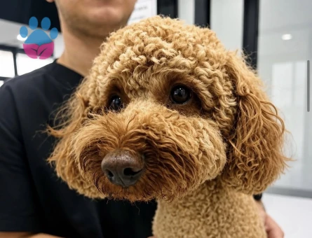 Toy poodle  1 Yaşında Dişi Kızgınlıkta