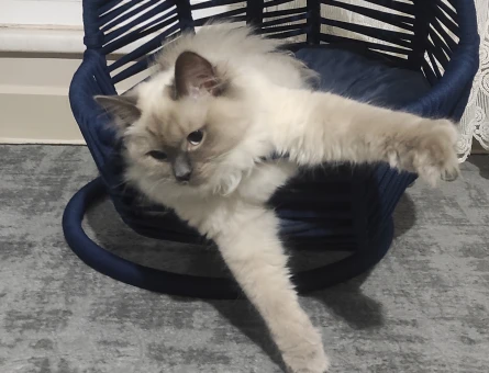 Ragdoll cinsi Kızımıza eş arıyoruz - 118970772