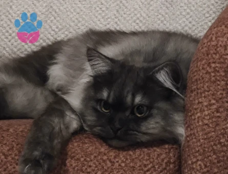 Kızımız ve Oğlumuz için eş arıyoruz