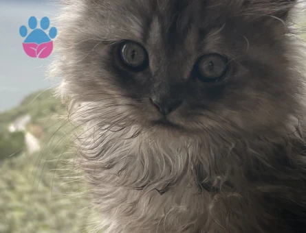 Kızımız ve Oğlumuz için eş arıyoruz