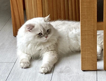British Longhair Kaliteli Soy - 118978954