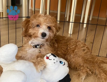 1.5 Yaşında Malthipo