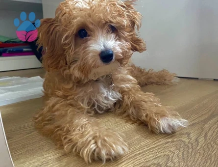 1.5 Yaşında Malthipo