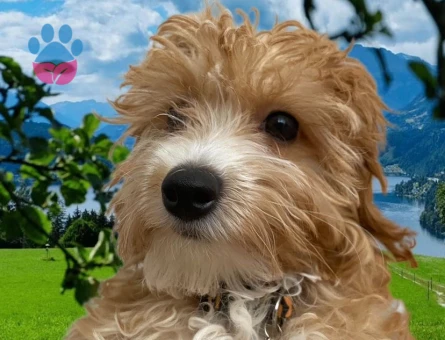 1.5 Yaşında Malthipo