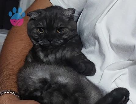 Erkek kedimize eş arıyoruz