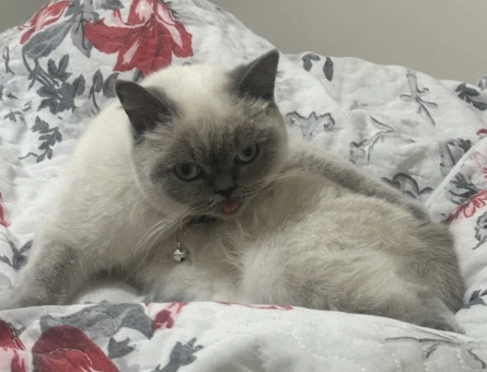 British Shorthair Dişi Kedi - 118978965