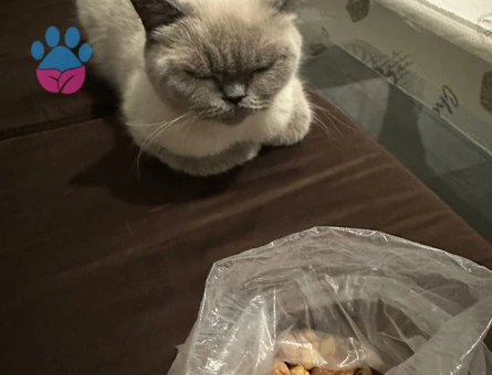 British Shorthair Dişi Kedi