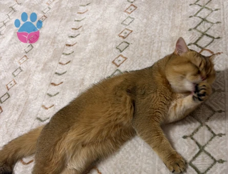 British shorthair oğlumuza eş arıyoruz