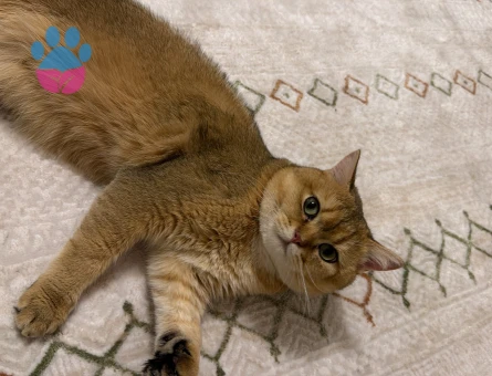 British shorthair oğlumuza eş arıyoruz
