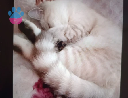 Brtish Shorthair Yaşında Kızgınlıkta