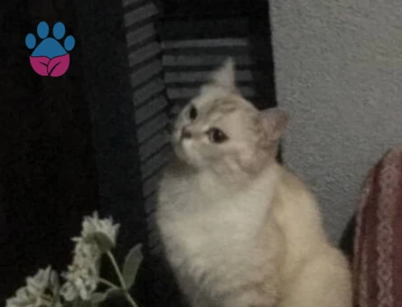 Brtish Shorthair Yaşında Kızgınlıkta