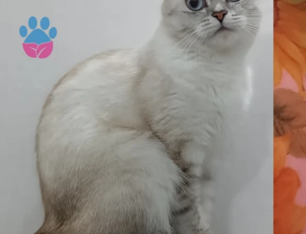 Brtish Shorthair Yaşında Kızgınlıkta