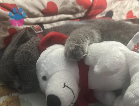 Scottish Fold 1 Yaşında Eş Arıyor - 118984727