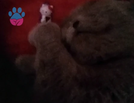 Scottish Fold 1 Yaşında Eş Arıyor