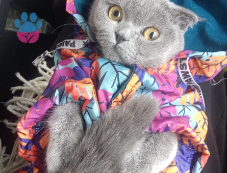 Scottish Fold 1 Yaşında Eş Arıyor