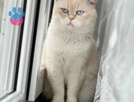 Tecrübeli oğluma kraliçe arıyoruz.