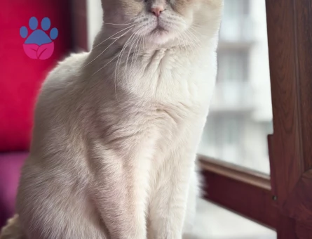 Tecrübeli oğluma kraliçe arıyoruz.