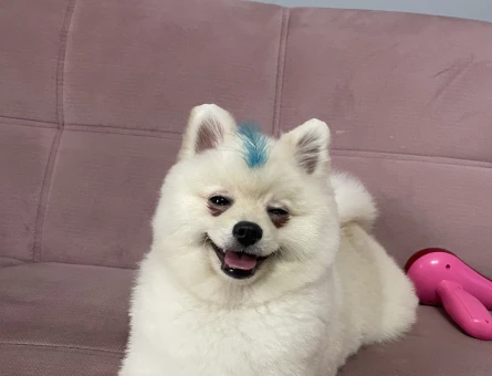 Pomerian Boo Erkek Köpeğime Eş Arıyorum - 118971406