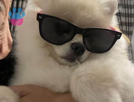 Pomerian Boo Erkek Köpeğime Eş Arıyorum