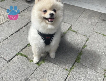 Pomerian Boo Erkek Köpeğime Eş Arıyorum