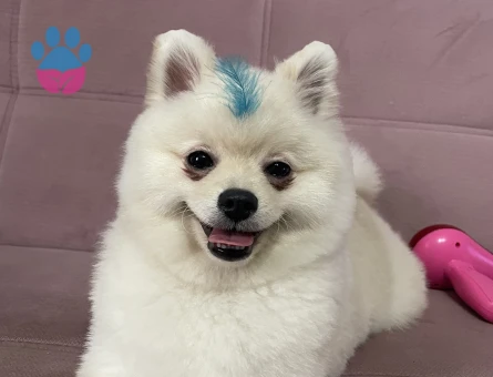 Pomerian Boo Erkek Köpeğime Eş Arıyorum