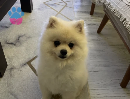 Pomerian Boo Erkek Köpeğime Eş Arıyorum