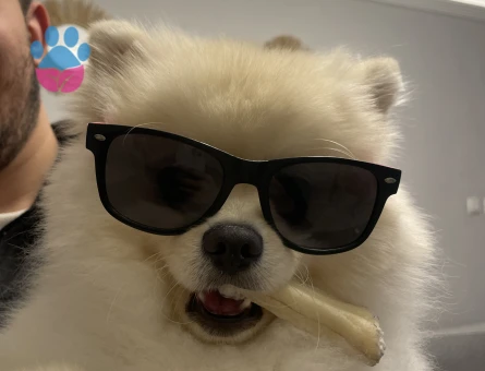 Pomerian Boo Erkek Köpeğime Eş Arıyorum