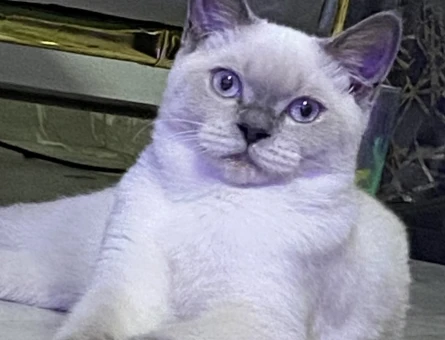 British shorthair Erkek Kedim Eş Arıyor - 118971409