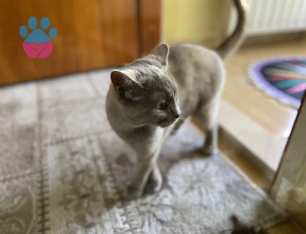 British Shorthair ( Kahve )