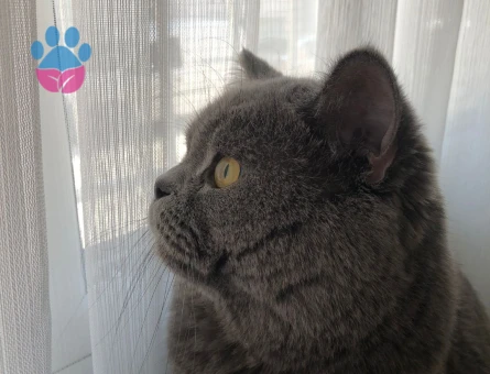 Oğlum arese eş arıyorum