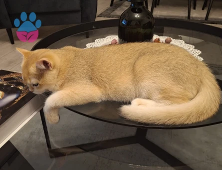 British Yakışıklı oğlumuz için eş arıyoruz