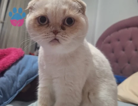 Scotish fold dişi kedime eş arıyorum