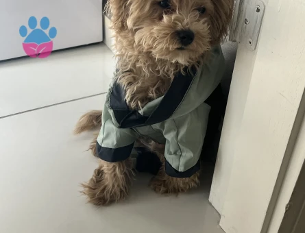 Toy Poodle Köpeğime Eş Arıyorum