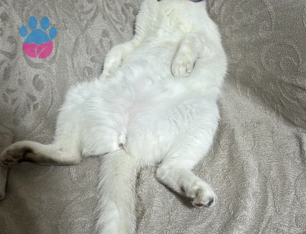 Güzel kızıma sağlıklı yakışıklı bir oğlan arıyorum