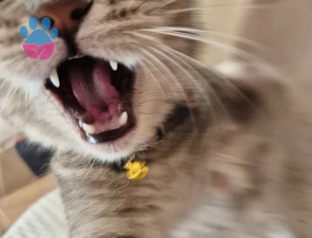 İstanbul British Shorthair 2 Yaşında - Görsel 2
