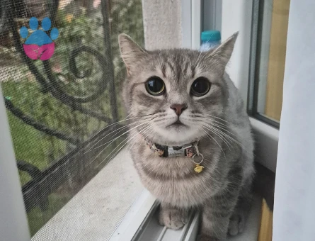 İstanbul British Shorthair 2 Yaşında - Görsel 3