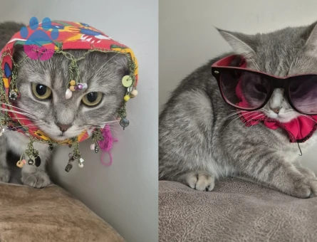İstanbul British Shorthair 2 Yaşında - Görsel 4