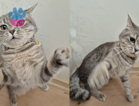 İstanbul British Shorthair 2 Yaşında - Görsel 5