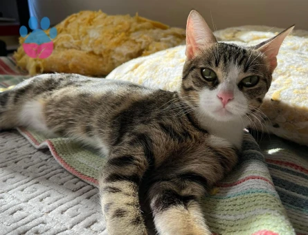 Güzeller güzeli 13 aylik disi kizimiza yakisikli aday ariyoruz