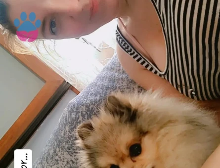 Pomerinian Çiftleşme Tecrubeli