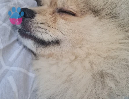 Pomerinian Çiftleşme Tecrubeli