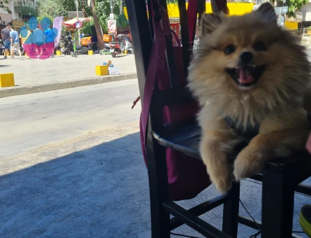 Pomerinian Çiftleşme Tecrubeli