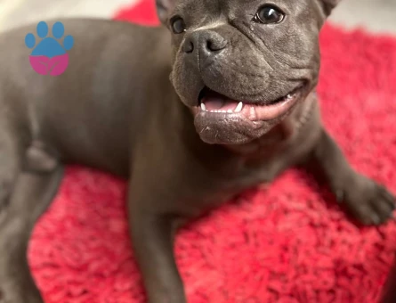 Blue French Eş Arıyor