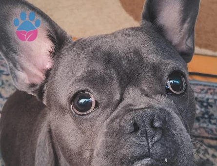 Blue French Eş Arıyor