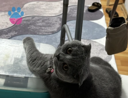 Scottish fold kızım eş arıyor